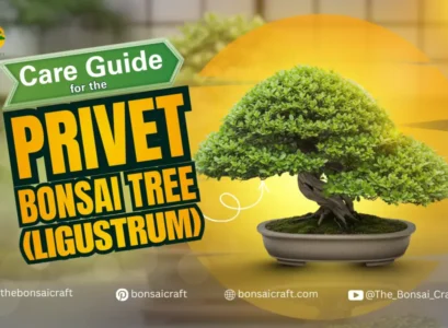 Privet Bonsai Tree Care Guide (Ligustrum)