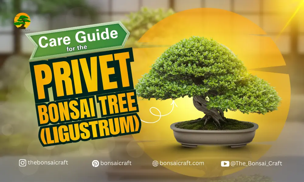 Privet Bonsai Tree Care Guide (Ligustrum)