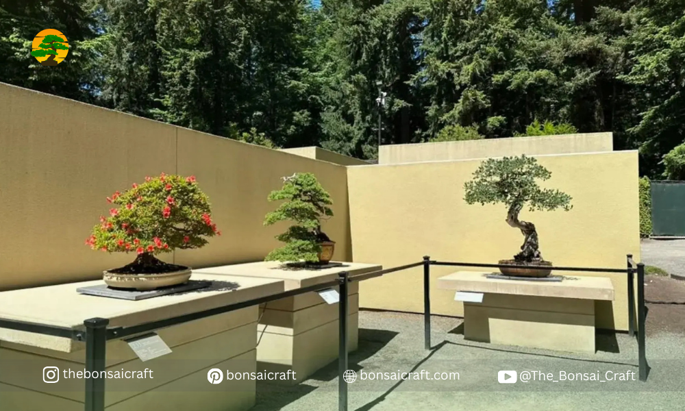 Diverse bonsai trees from different countries displayed outdoors at the Pacific Bonsai Museum