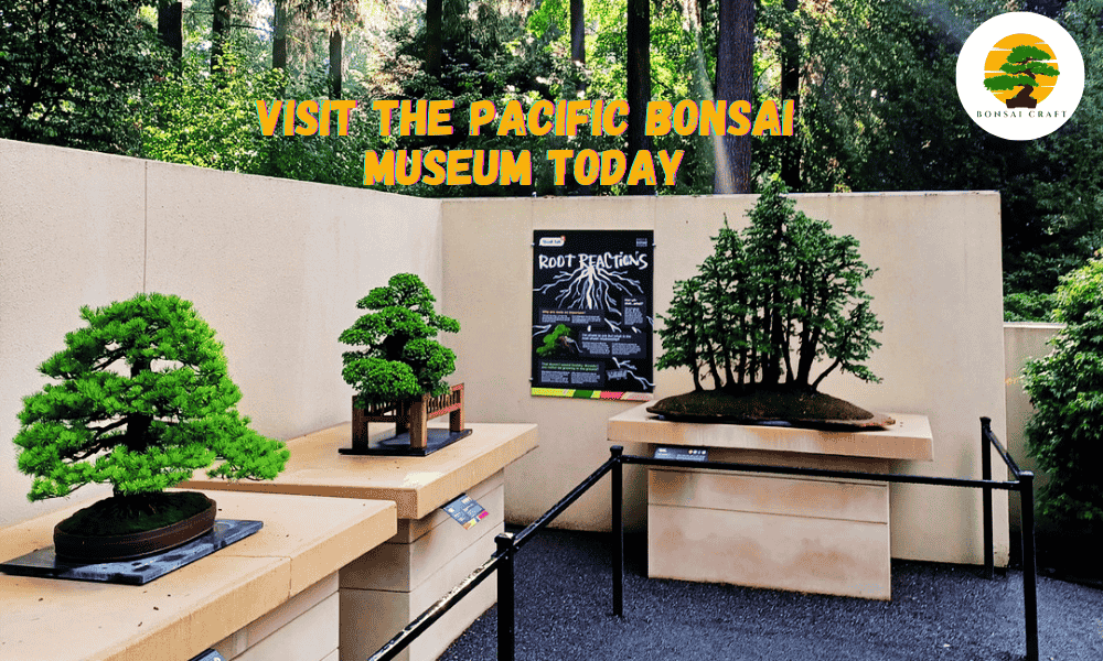 Pacific Bonsai Museum