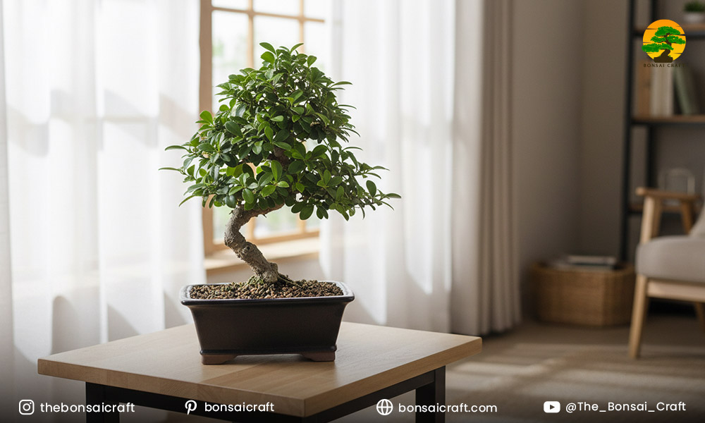 What are The Lighting and Temperature Requirements