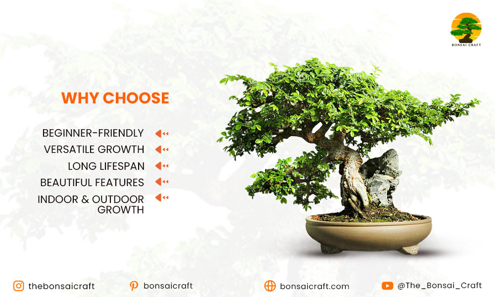 Why Choose a Chinese Elm Bonsai?