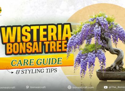 Wisteria Bonsai Tree Care Guide & Styling Tips