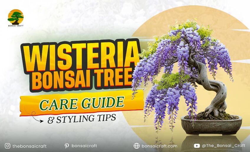 Wisteria Bonsai Tree Care Guide & Styling Tips
