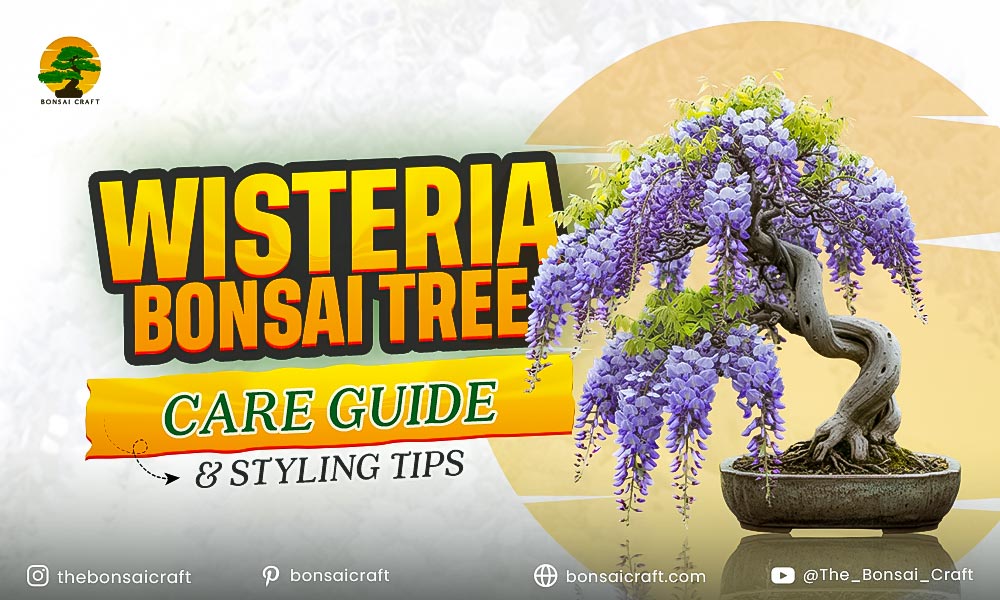 Wisteria Bonsai Tree Care Guide & Styling Tips