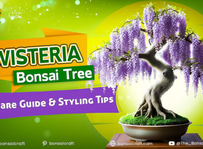 Wisteria Bonsai Tree Care Guide & Styling Tips