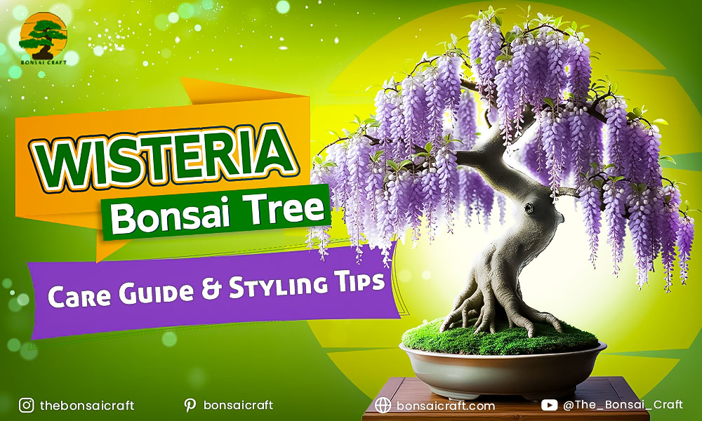 Wisteria Bonsai Tree Care Guide & Styling Tips