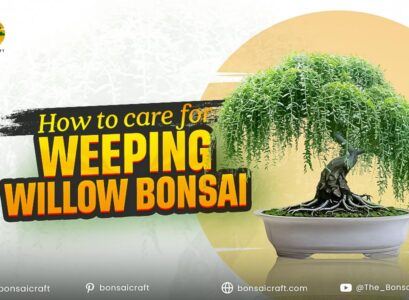 How to Care for Weeping Willow Bonsai