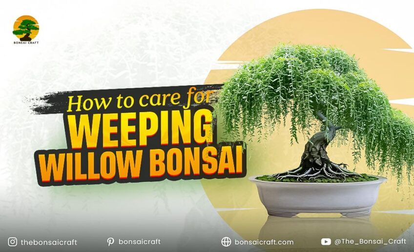 How to Care for Weeping Willow Bonsai