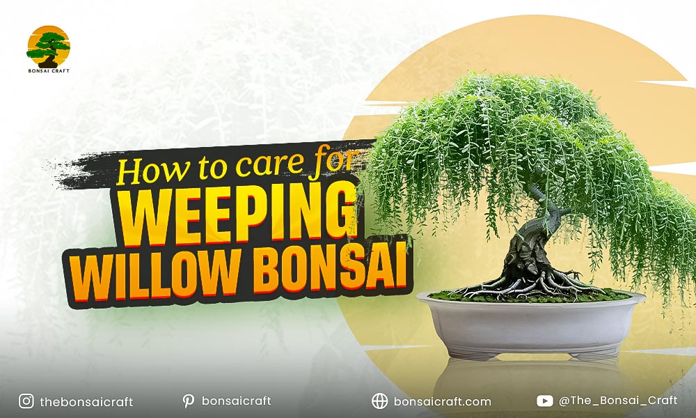 How to Care for Weeping Willow Bonsai