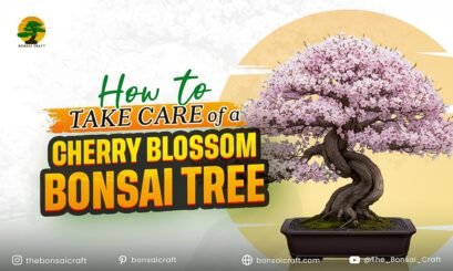 How to Take Care of a Cherry Blossom Bonsai Tree - Bonsai Craft