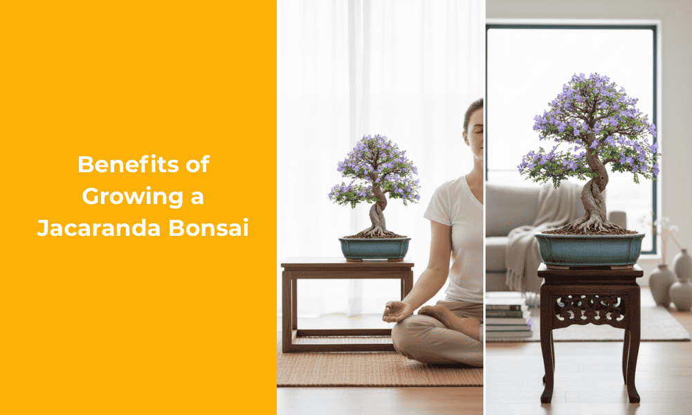 Benefits of Growing a Jacaranda Bonsai