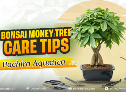 Bonsai Money Tree Care Tips (Pachira Aquatica)