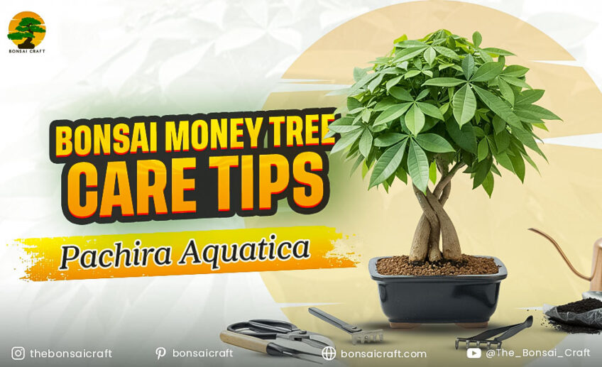 Bonsai Money Tree Care Tips (Pachira Aquatica)
