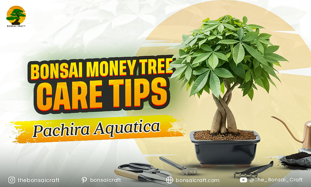 Bonsai Money Tree Care Tips (Pachira Aquatica)