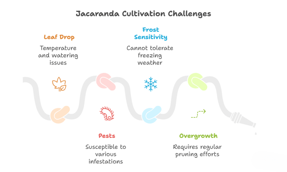 Common Challenges in Jacaranda Bonsai Care