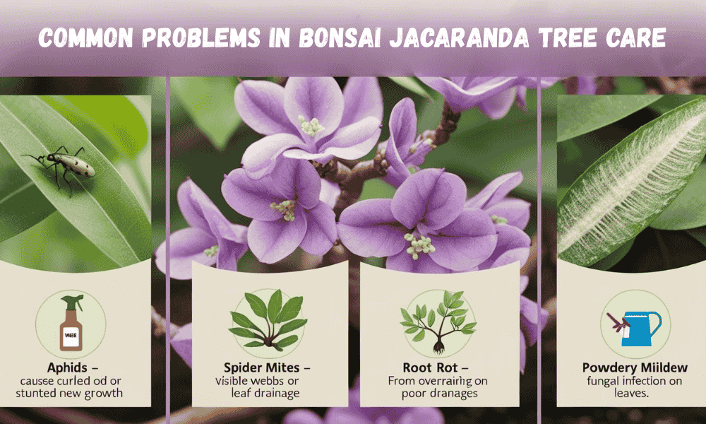 Common Problems in Bonsai Jacaranda Tree Care