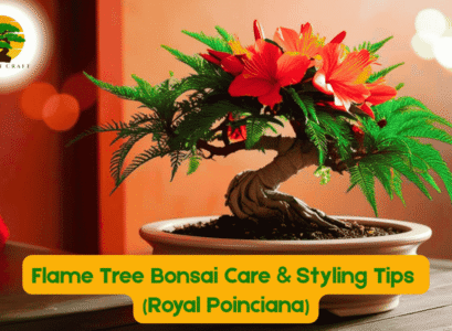 Flame Tree Bonsai
