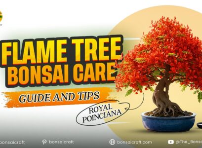 Flame Tree Bonsai Care Guide and Tips (Royal Poinciana)
