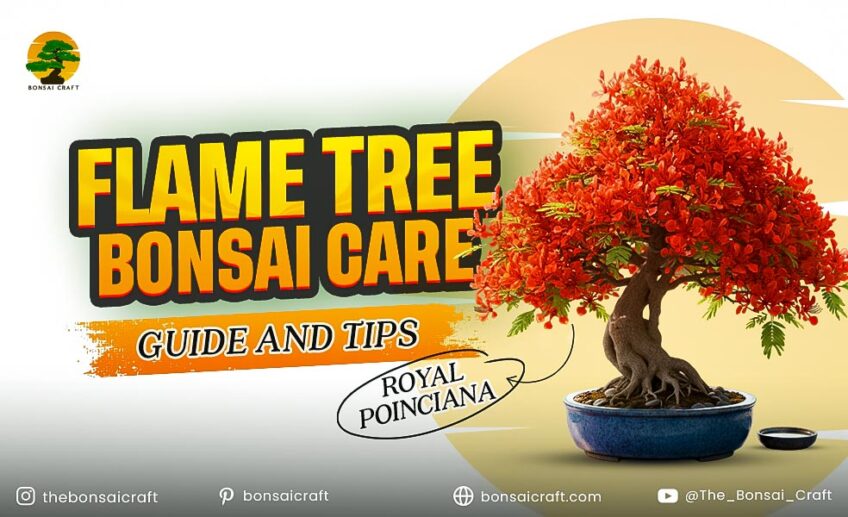 Flame Tree Bonsai Care Guide and Tips (Royal Poinciana)