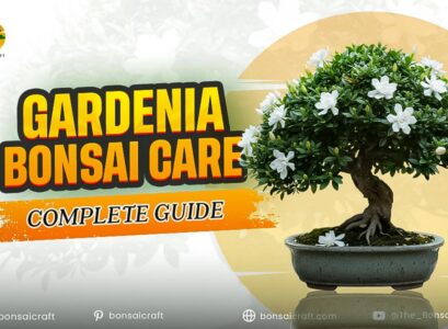 Gardenia Bonsai Care: Complete Guide