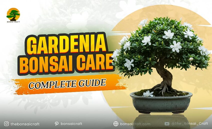Gardenia Bonsai Care: Complete Guide