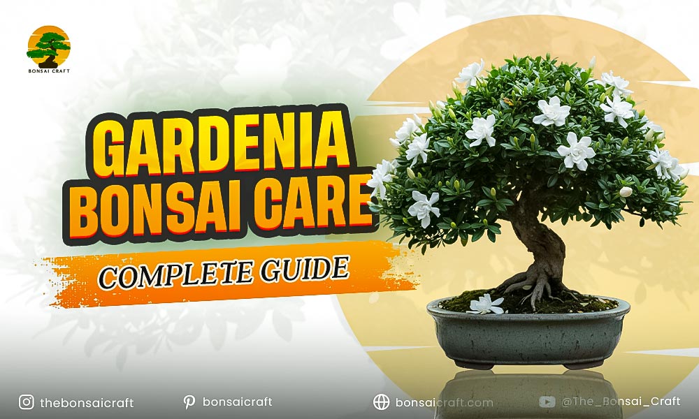 Gardenia Bonsai Care: Complete Guide
