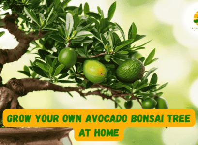Avocado Bonsai Tree