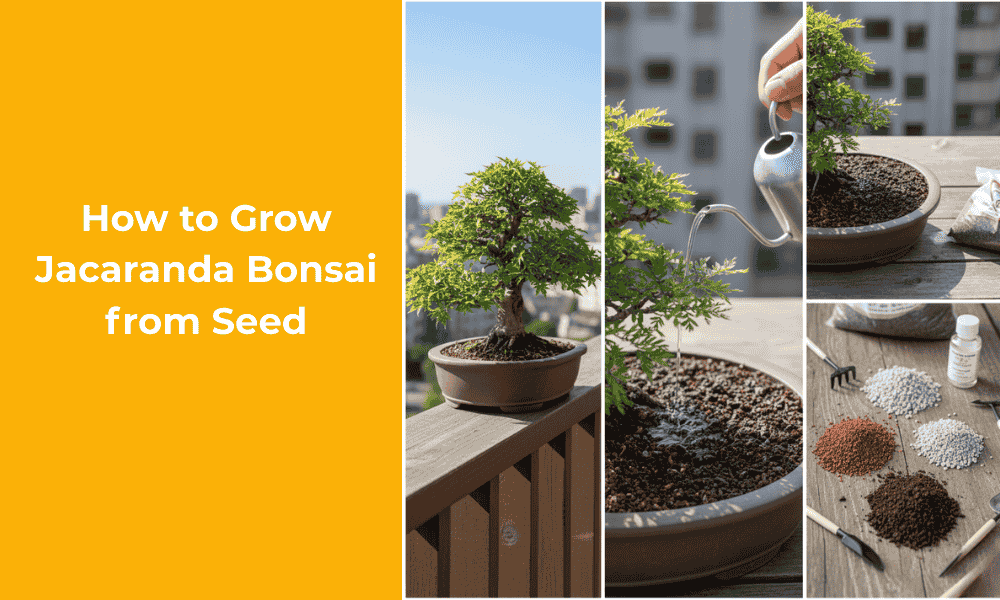 How to Grow Jacaranda Bonsai from Seed