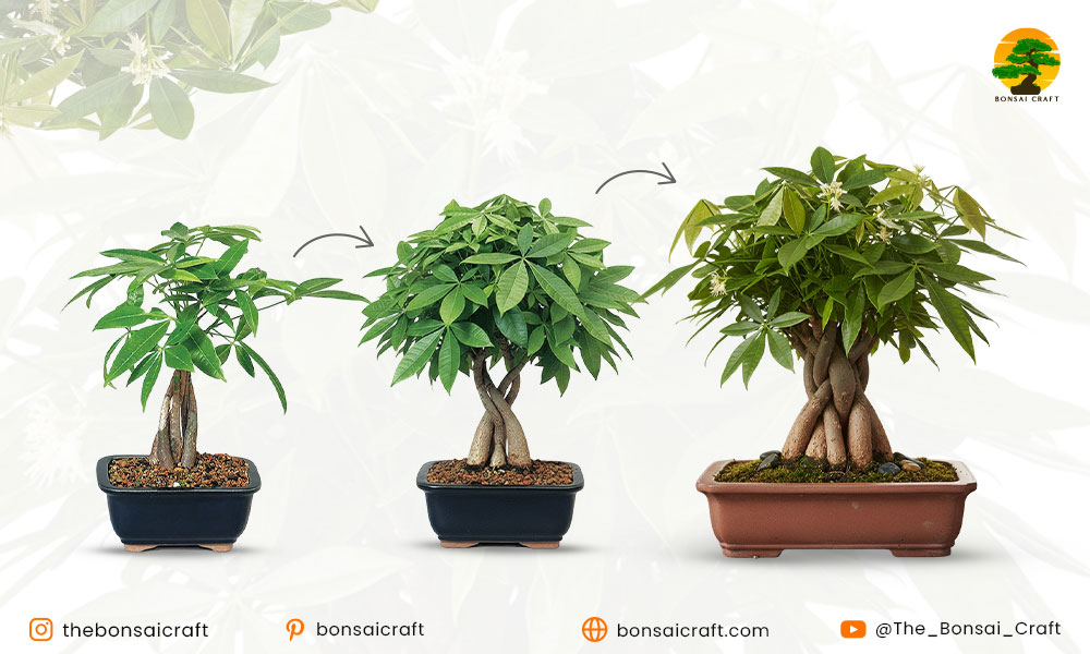 How to Make a Bonsai Money Tree
