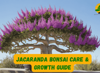 Jacaranda Bonsai