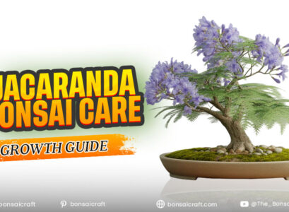 Jacaranda Bonsai Care & Growth Guide