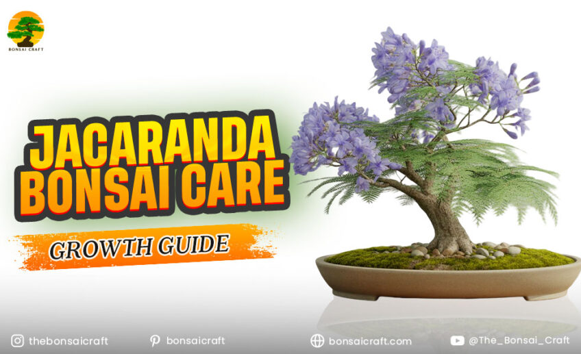 Jacaranda Bonsai Care & Growth Guide