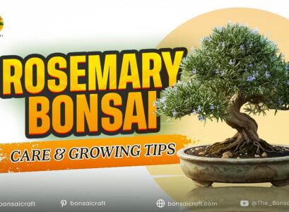 Rosemary Bonsai Care & Growing Tips