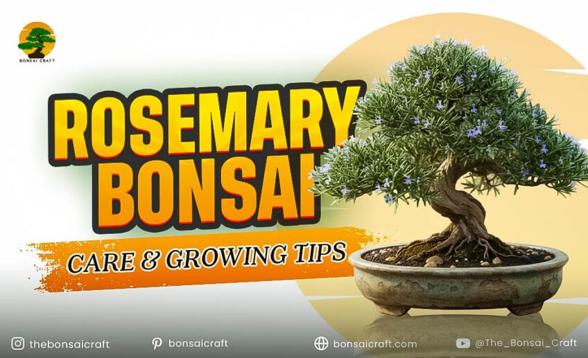 Rosemary Bonsai Care & Growing Tips