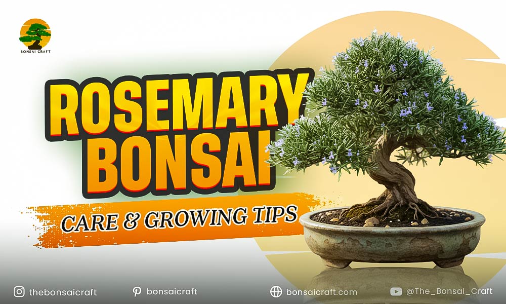 Rosemary Bonsai Care & Growing Tips