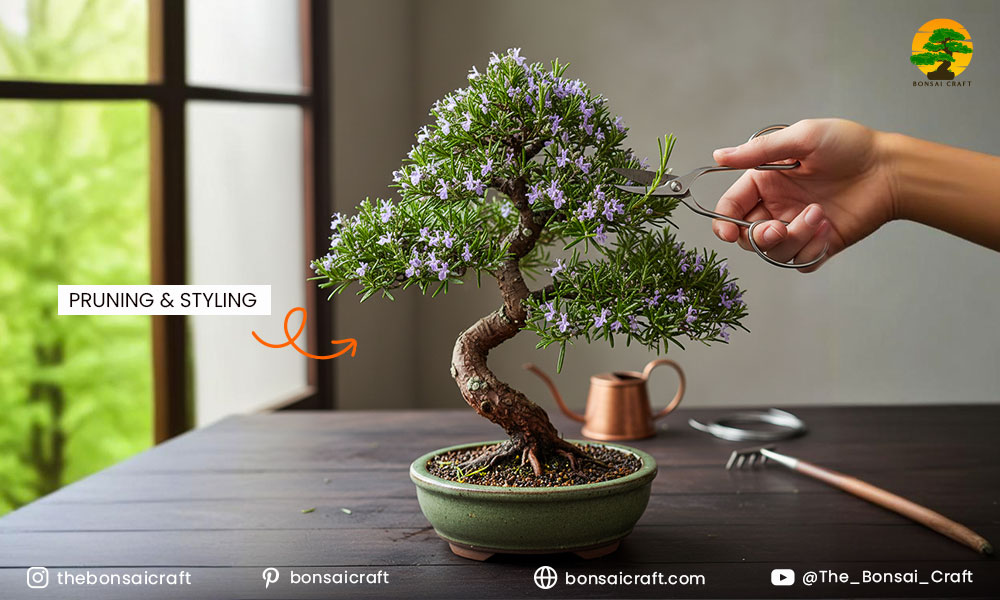 Rosemary Bonsai Pruning & Styling