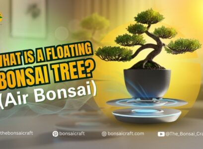 The Floating Bonsai: Expert Guide to Levitating Trees & Eco-Tech Decor