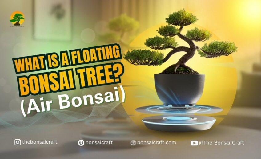 The Floating Bonsai: Expert Guide to Levitating Trees & Eco-Tech Decor