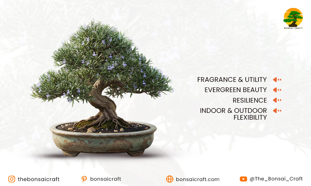Why Choose a Rosemary Bonsai?