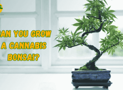 cannabis bonsai