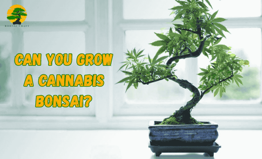 cannabis bonsai