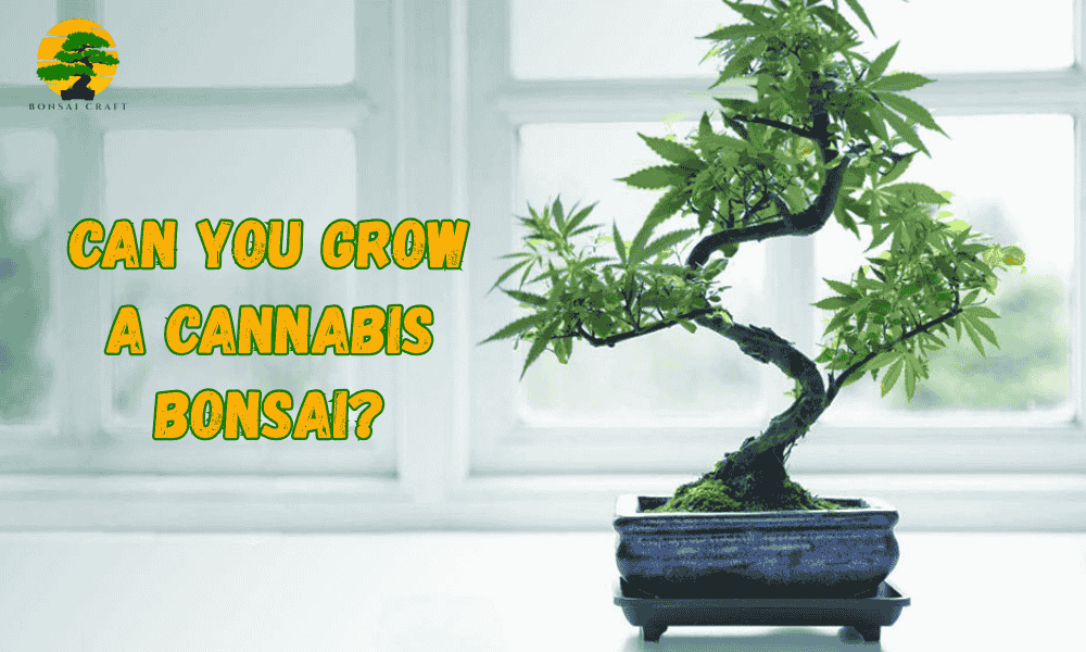 cannabis bonsai