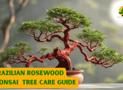 Brazilian Rosewood Bonsai Tree