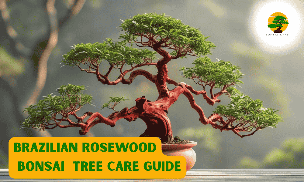 Brazilian Rosewood Bonsai Tree
