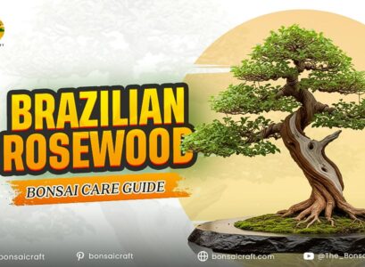 Brazilian Rosewood Bonsai Care Guide (Dalbergia nigra)
