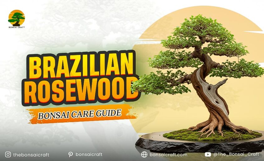 Brazilian Rosewood Bonsai Care Guide (Dalbergia nigra)