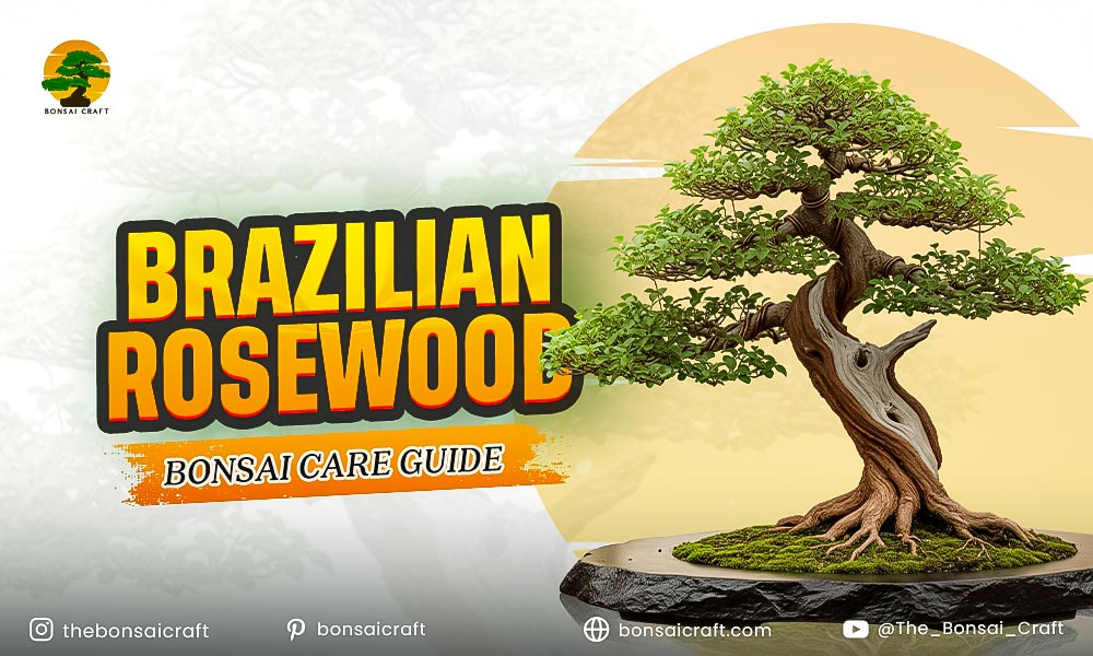 Brazilian Rosewood Bonsai Care Guide (Dalbergia nigra)