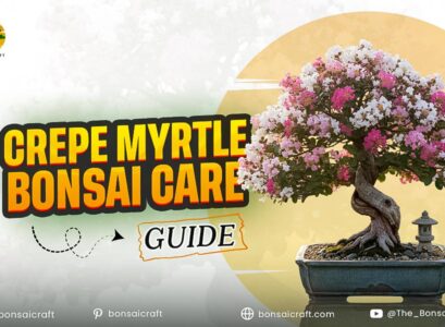 Crepe Myrtle Bonsai Care & Styling Guide