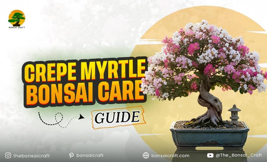 Crepe Myrtle Bonsai Care & Styling Guide